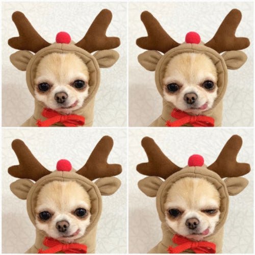 Cute Fruit Dog Clothes For Small Dogs Hoodies Winter Warm Fleece Pet - Ferano PetCute Fruit Dog Clothes For Small Dogs Hoodies Winter Warm Fleece PetFerano PetCute Fruit Dog Clothes For Small Dogs Hoodies Winter Warm Fleece PetXL6 Style