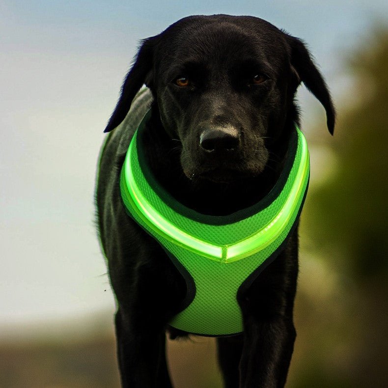 LED Safety Dog Harness – USB Rechargeable & Reflective - Ferano PetLED Safety Dog Harness – USB Rechargeable & ReflectiveFerano PetLED Safety Dog Harness – USB Rechargeable & ReflectiveBlueL